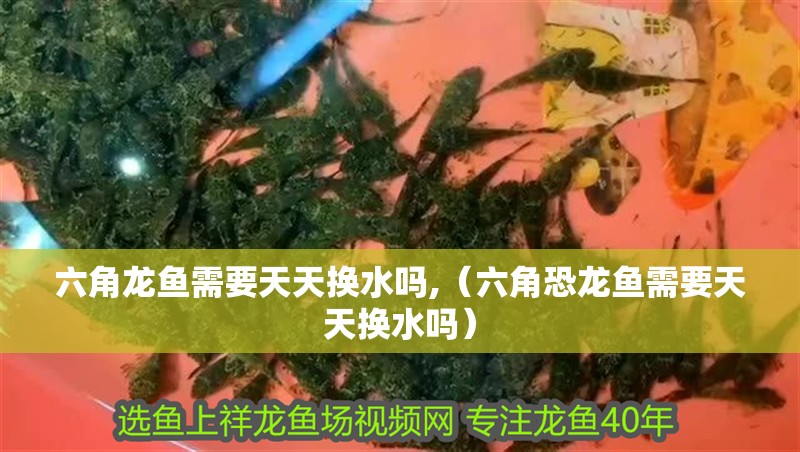 六角龍魚需要天天換水嗎,（六角恐龍魚需要天天換水嗎）