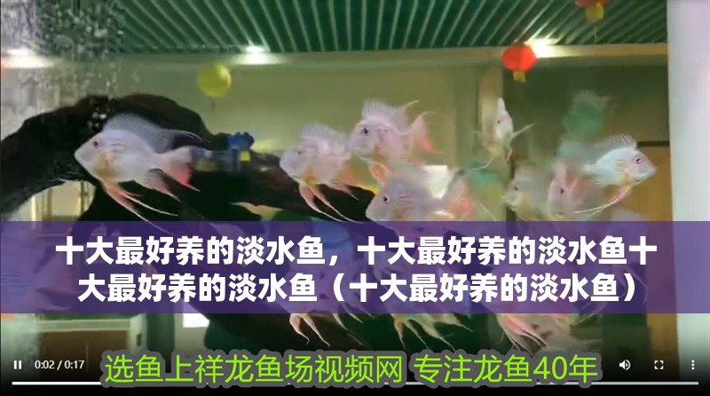 十大最好養(yǎng)的淡水魚，十大最好養(yǎng)的淡水魚十大最好養(yǎng)的淡水魚（十大最好養(yǎng)的淡水魚）