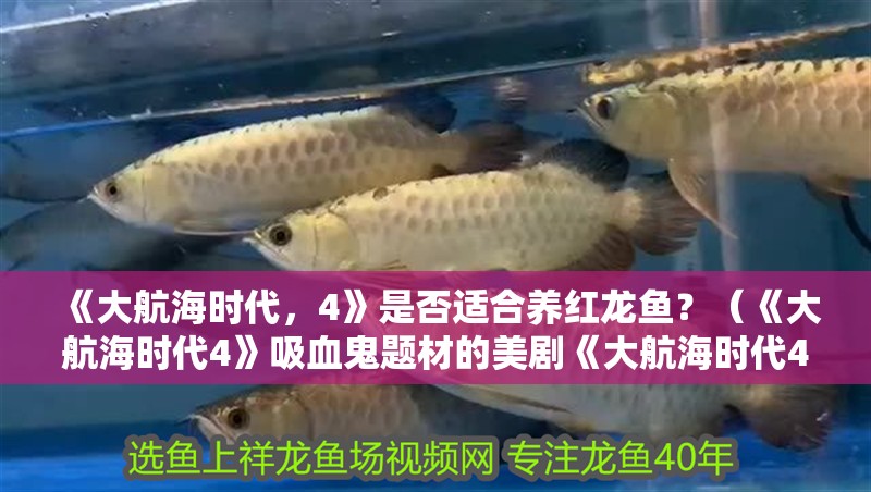 《大航海時代，4》是否適合養紅龍魚？（《大航海時代4》吸血鬼題材的美劇《大航海時代4》）