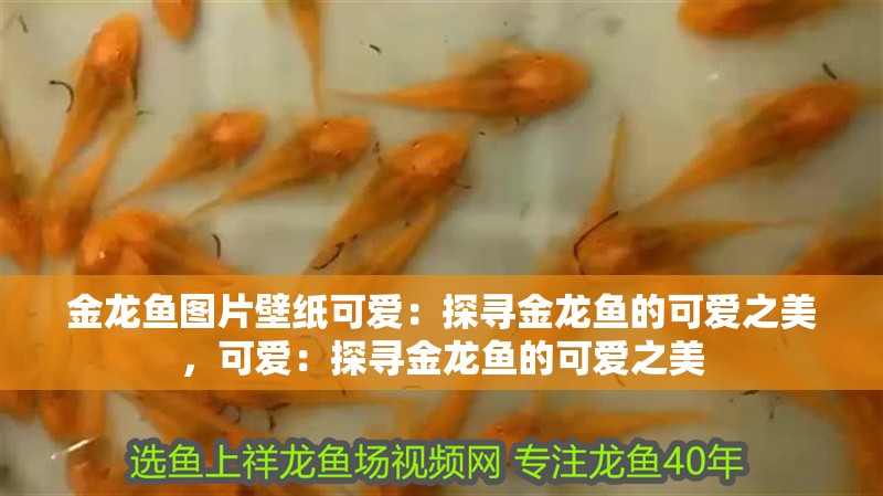金龍魚圖片壁紙可愛：探尋金龍魚的可愛之美，可愛：探尋金龍魚的可愛之美