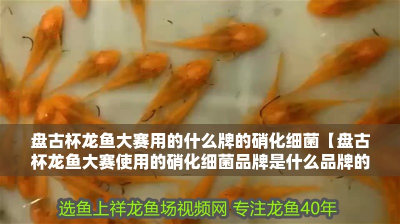 盤古杯龍魚大賽用的什么牌的硝化細(xì)菌【盤古杯龍魚大賽使用的硝化細(xì)菌品牌是什么品牌的？】
