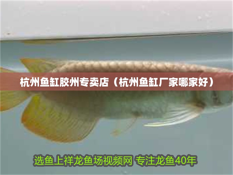 杭州魚缸膠州專賣店（杭州魚缸廠家哪家好）