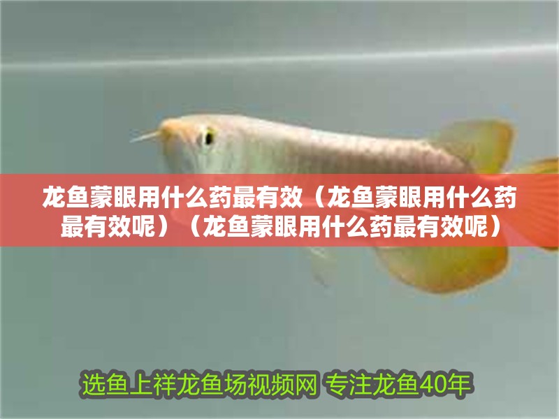 龍魚蒙眼用什么藥最有效（龍魚蒙眼用什么藥最有效呢）（龍魚蒙眼用什么藥最有效呢）