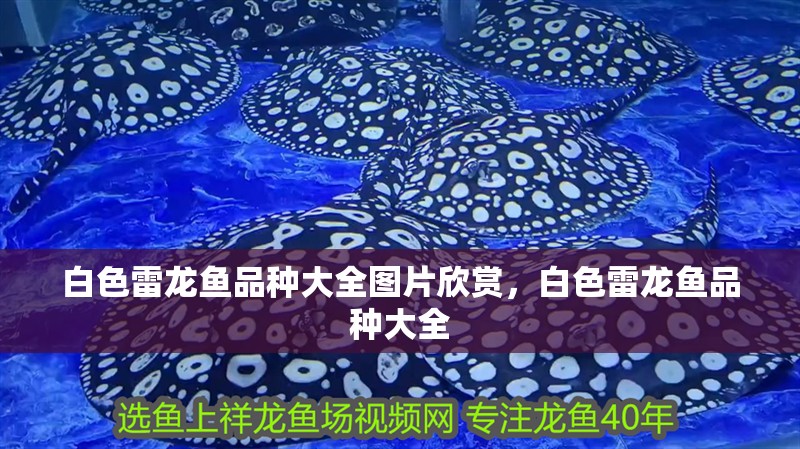 白色雷龍魚品種大全圖片欣賞，白色雷龍魚品種大全 白色雷龍魚品種大全圖片欣賞，白色雷龍魚品種大全 觀賞魚百科