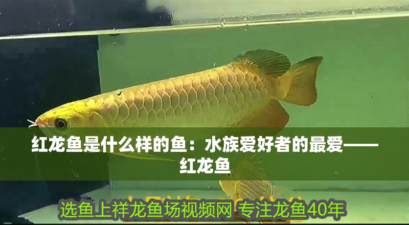 紅龍魚(yú)是什么樣的魚(yú)：水族愛(ài)好者的最?lèi)?ài)——紅龍魚(yú)