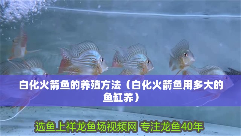 白化火箭魚的養殖方法（白化火箭魚用多大的魚缸養） 白化火箭魚的養殖方法（白化火箭魚用多大的魚缸養） 觀賞魚百科