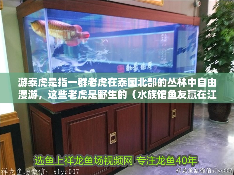 游泰虎是指一群老虎在泰國北部的叢林中自由漫游，這些老虎是野生的（水族館魚友贏在江湖）