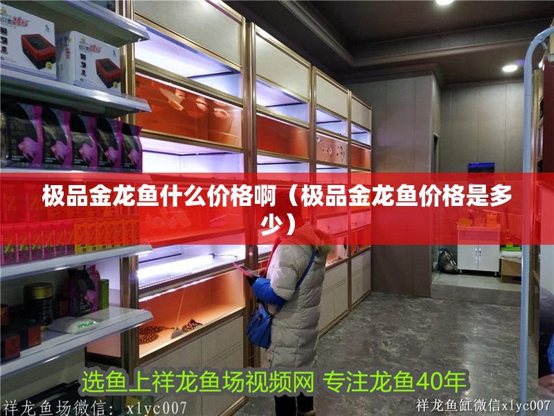 極品金龍魚什么價格啊（極品金龍魚價格是多少）