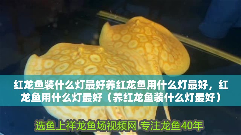 紅龍魚裝什么燈最好養(yǎng)紅龍魚用什么燈最好，紅龍魚用什么燈最好（養(yǎng)紅龍魚裝什么燈最好）