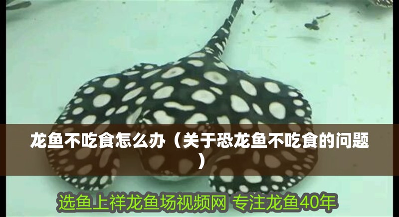 龍魚不吃食怎么辦（關于恐龍魚不吃食的問題）