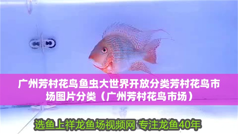 廣州芳村花鳥魚蟲大世界開放分類芳村花鳥市場圖片分類（廣州芳村花鳥市場）