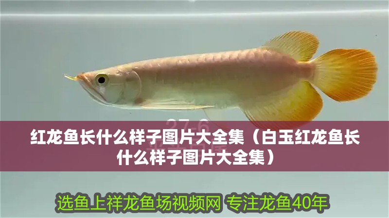 紅龍魚長什么樣子圖片大全集（<strong><mark>白玉</mark></strong>紅龍魚長什么樣子圖片大全集）