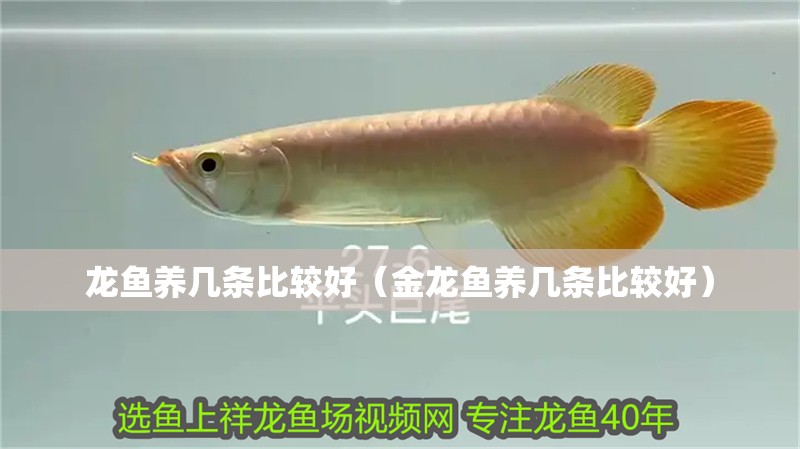龍魚養幾條比較好（金龍魚養幾條比較好）