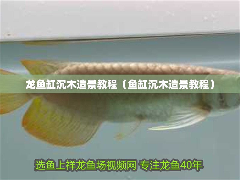龍魚缸沉木造景教程（魚缸沉木造景教程）
