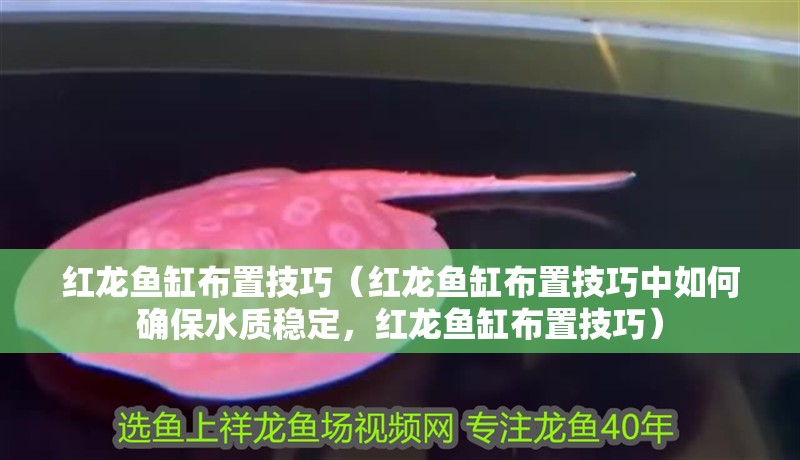 紅龍魚缸布置技巧（紅龍魚缸布置技巧中如何確保水質穩定，紅龍魚缸布置技巧）
