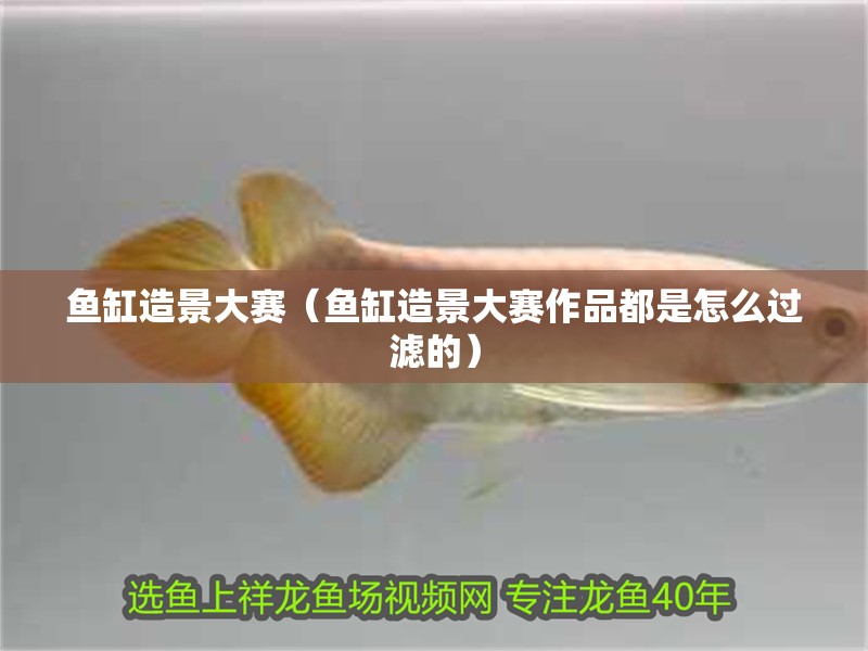 魚缸造景大賽（魚缸造景大賽作品都是怎么過濾的）