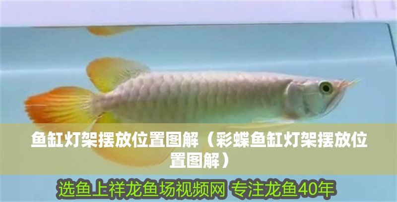 魚缸燈架擺放位置圖解（彩蝶魚缸燈架擺放位置圖解）
