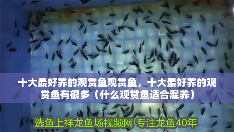 十大最好養的觀賞魚觀賞魚，十大最好養的觀賞魚有很多（什么觀賞魚適合混養）