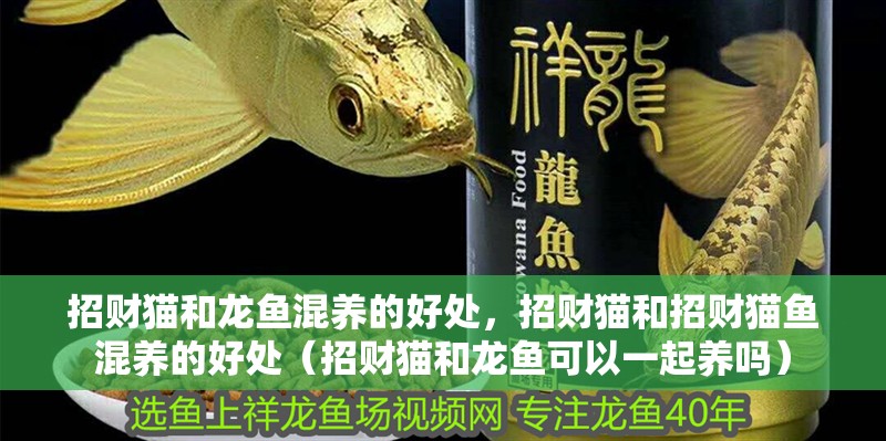 招財貓和龍魚混養的好處，招財貓和招財貓魚混養的好處（招財貓和龍魚可以一起養嗎）