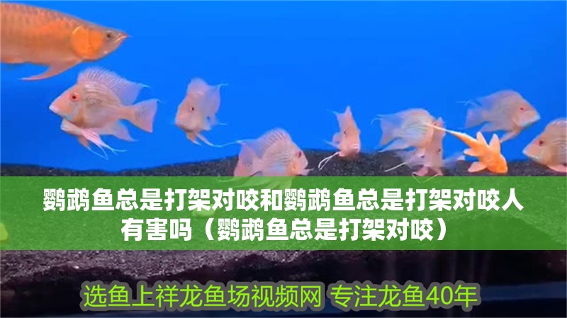 鸚鵡魚總是打架對咬和鸚鵡魚總是打架對咬人有害嗎（鸚鵡魚總是打架對咬）