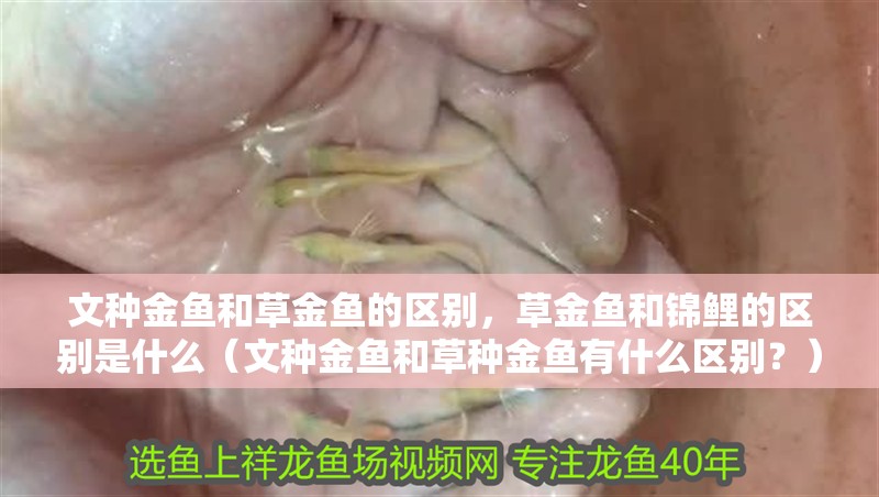 文種金魚和草金魚的區別，草金魚和錦鯉的區別是什么（文種金魚和草種金魚有什么區別？）