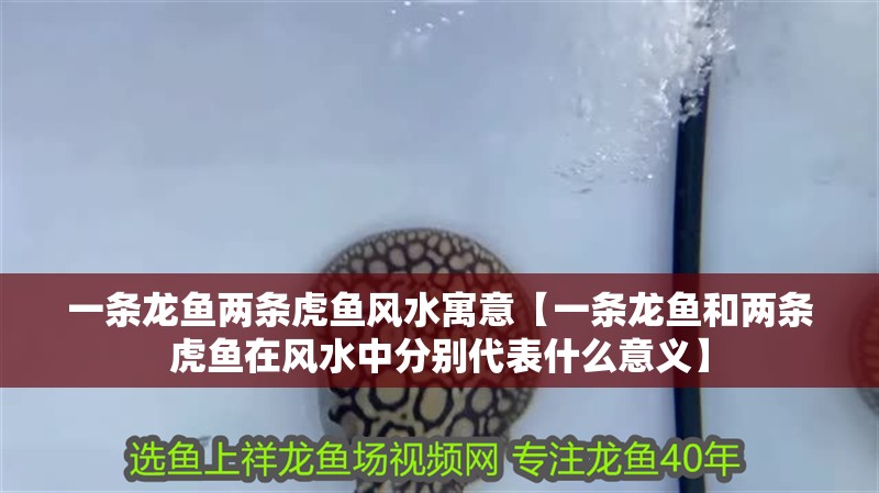 一條龍魚兩條虎魚風水寓意【一條龍魚和兩條虎魚在風水中分別代表什么意義】