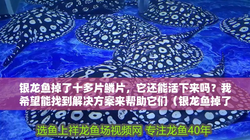 銀龍魚掉了十多片鱗片，它還能活下來嗎？我希望能找到解決方案來幫助它們（銀龍魚掉了十多片鱗片后能活下來嗎）