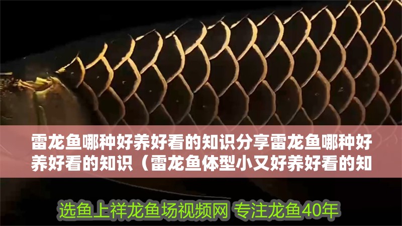 雷龍魚哪種好養(yǎng)好看的知識分享雷龍魚哪種好養(yǎng)好看的知識（雷龍魚體型小又好養(yǎng)好看的知識分享雷龍魚哪種好養(yǎng)好看的知識）