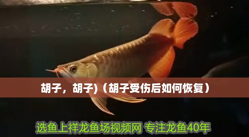 胡子，胡子)（胡子受傷后如何恢復）