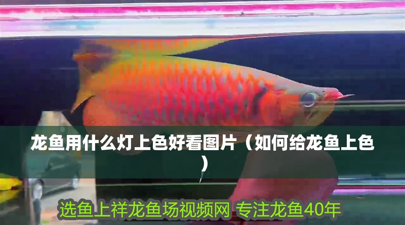 龍魚用什么燈上色好看圖片（如何給龍魚上色）