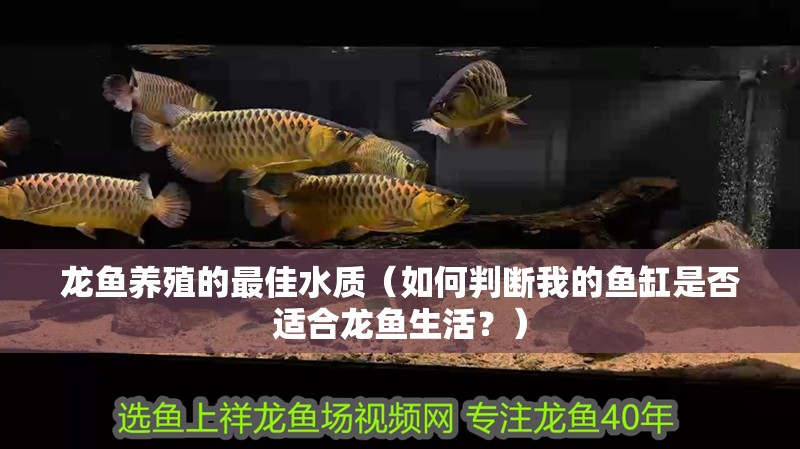 龍魚養(yǎng)殖的最佳水質（如何判斷我的魚缸是否適合龍魚生活？）