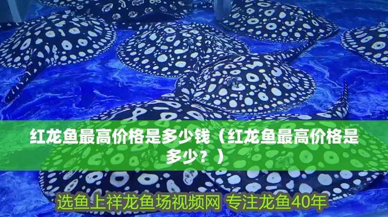 紅龍魚最高價(jià)格是多少錢（紅龍魚最高價(jià)格是多少？）