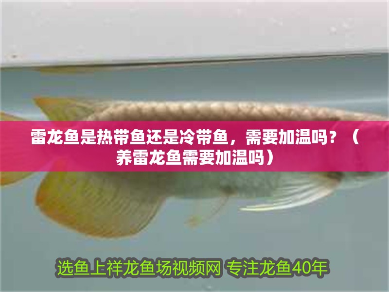 雷龍魚是熱帶魚還是冷帶魚，需要加溫嗎？（養雷龍魚需要加溫嗎）