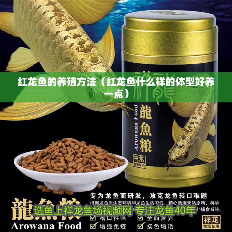 紅龍魚的養(yǎng)殖方法（紅龍魚什么樣的體型好養(yǎng)一點）