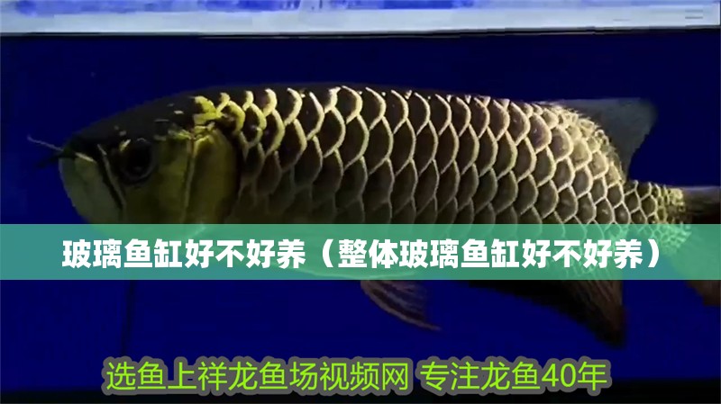 玻璃魚缸好不好養（整體玻璃魚缸好不好養）