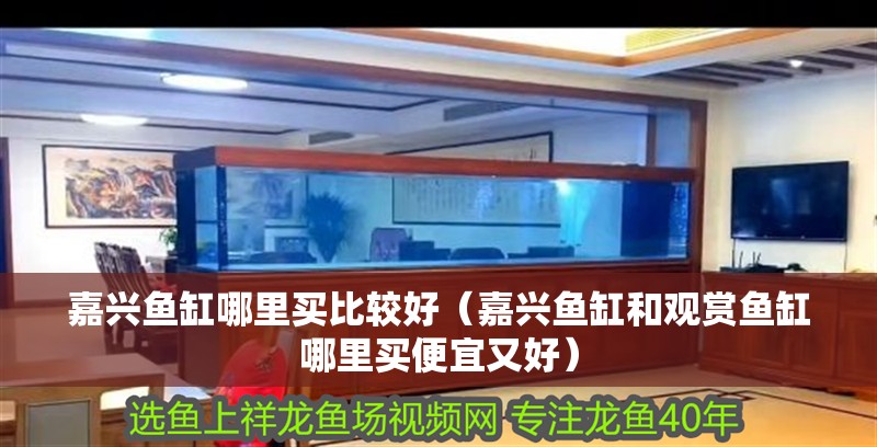 嘉興魚缸哪里買比較好（嘉興魚缸和觀賞魚缸哪里買便宜又好）