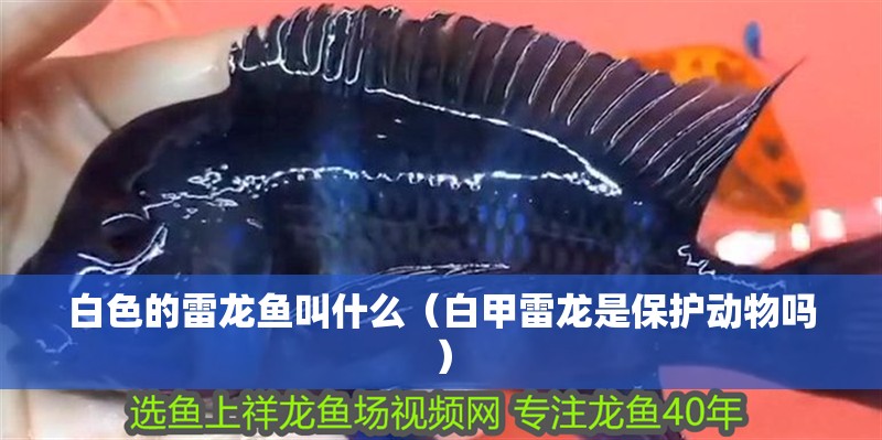 白色的雷龍魚叫什么（白甲雷龍是保護動物嗎）