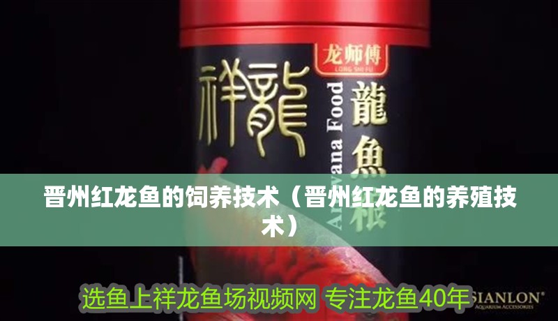 晉州紅龍魚的飼養(yǎng)技術(shù)（晉州紅龍魚的養(yǎng)殖技術(shù)）