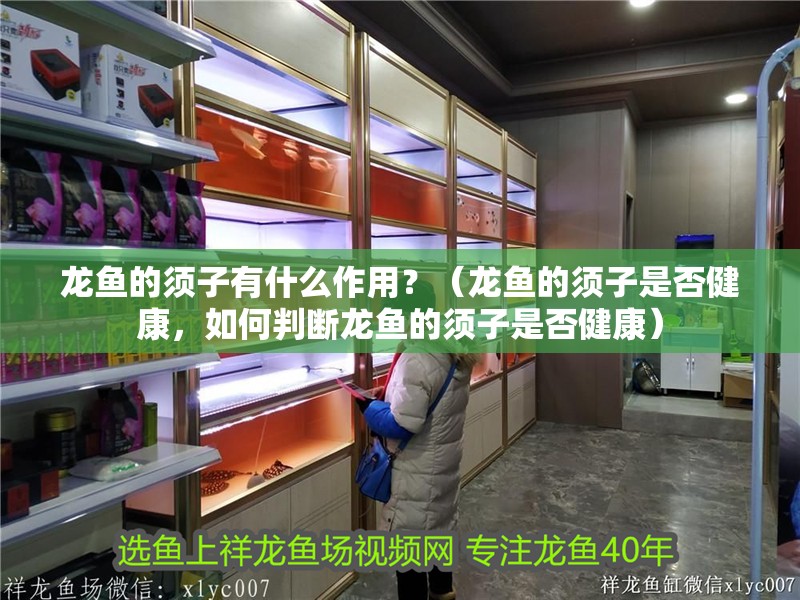 龍魚的須子有什么作用？（龍魚的須子是否健康，如何判斷龍魚的須子是否健康）