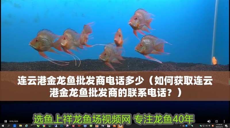 連云港金龍魚批發(fā)商電話多少（如何獲取連云港金龍魚批發(fā)商的聯(lián)系電話？）
