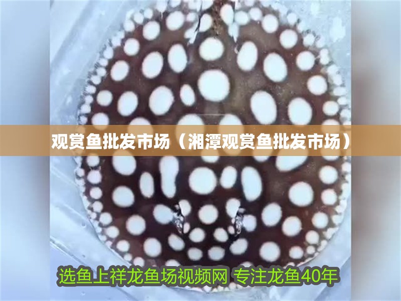 觀賞魚批發市場（<strong><mark>湘潭</mark></strong>觀賞魚批發市場）