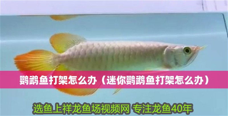 鸚鵡魚打架怎么辦（迷你鸚鵡魚打架怎么辦） 鸚鵡魚打架怎么辦（迷你鸚鵡魚打架怎么辦） 觀賞魚百科