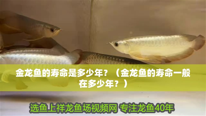 金龍魚的壽命是多少年？（金龍魚的壽命一般在多少年？）