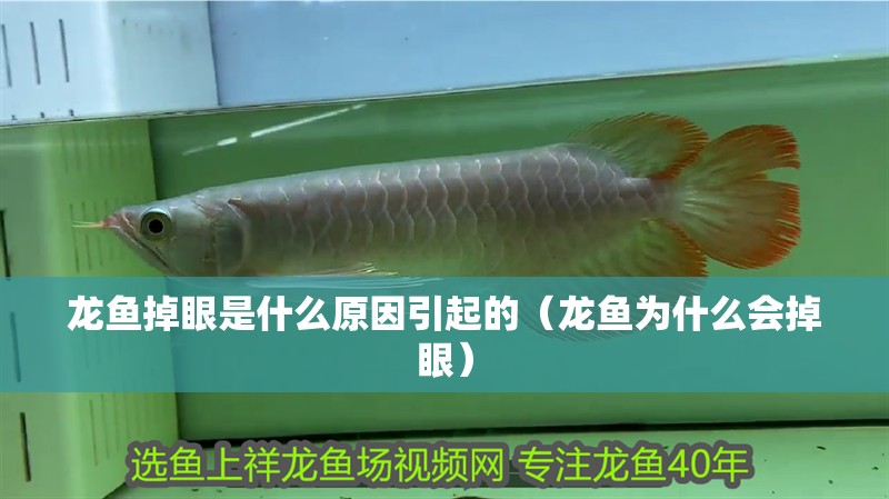 龍魚掉眼是什么原因引起的（龍魚為什么會(huì)掉眼）