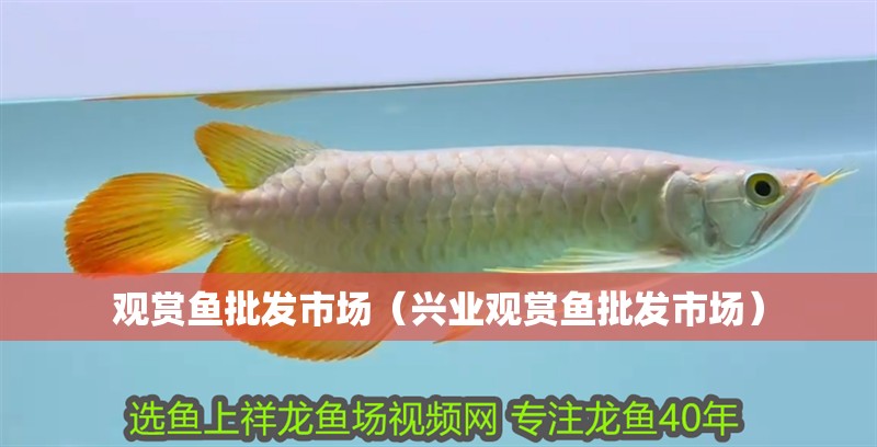 觀賞魚批發(fā)市場(chǎng)（興業(yè)觀賞魚批發(fā)市場(chǎng)） 觀賞魚批發(fā)市場(chǎng)（興業(yè)觀賞魚批發(fā)市場(chǎng)） 觀賞魚百科