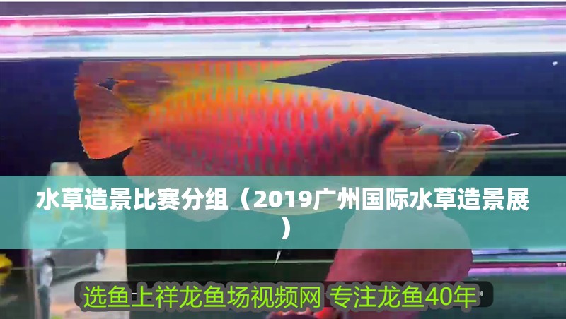 水草造景比賽分組（2019廣州國際水草造景展）