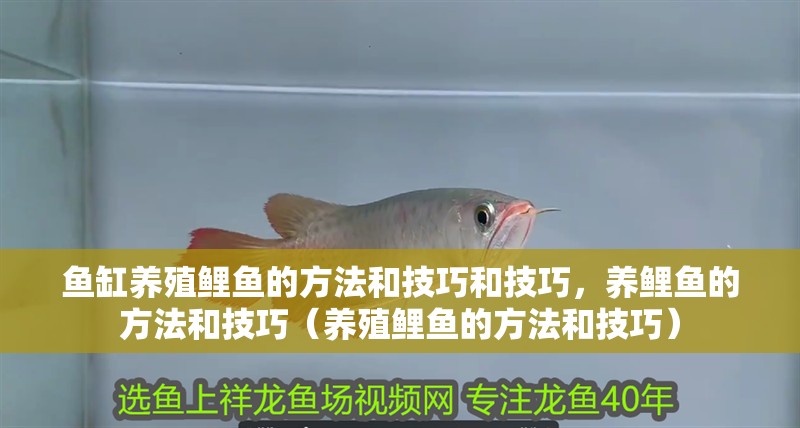 魚缸養(yǎng)殖鯉魚的方法和技巧和技巧，養(yǎng)鯉魚的方法和技巧（養(yǎng)殖鯉魚的方法和技巧） 魚缸養(yǎng)殖鯉魚的方法和技巧和技巧，養(yǎng)鯉魚的方法和技巧（養(yǎng)殖鯉魚的方法和技巧） 觀賞魚百科