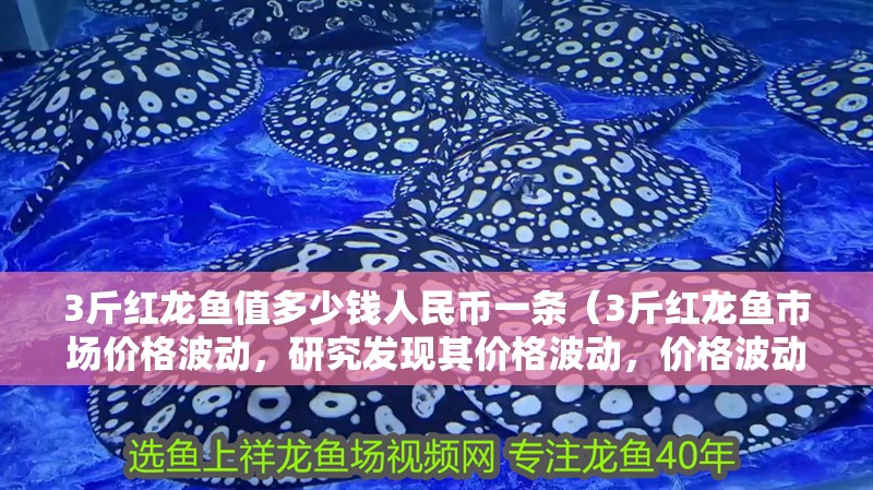 3斤紅龍魚值多少錢人民幣一條（3斤紅龍魚市場價格波動，研究發現其價格波動，價格波動）