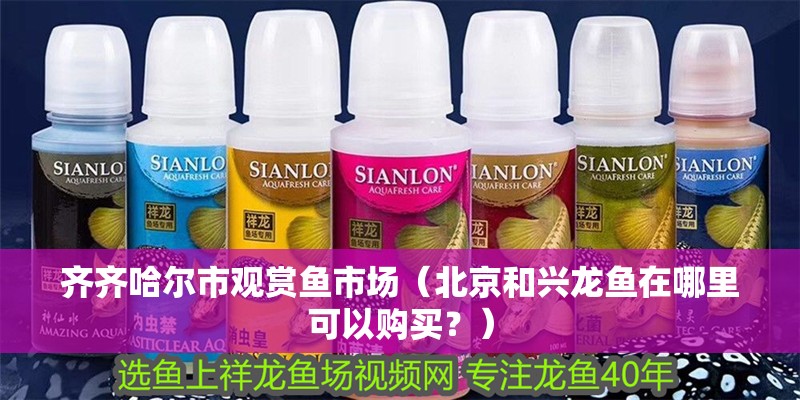 齊齊哈爾市觀賞魚市場（北京和興龍魚在哪里可以購買？）