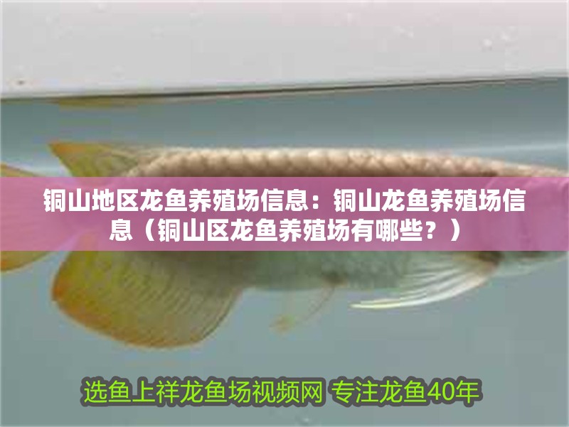 銅山地區龍魚養殖場信息：銅山龍魚養殖場信息（銅山區龍魚養殖場有哪些？）